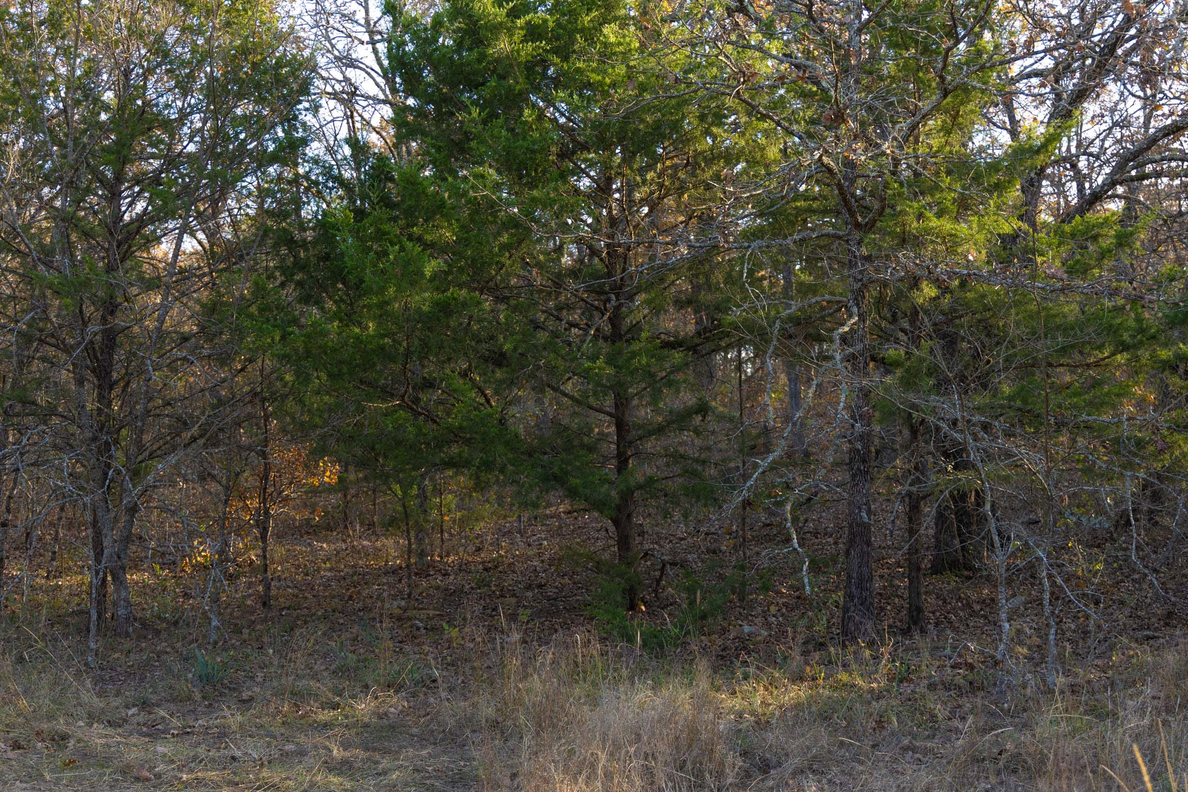 Harmony Hills Tract 52 photo 5
