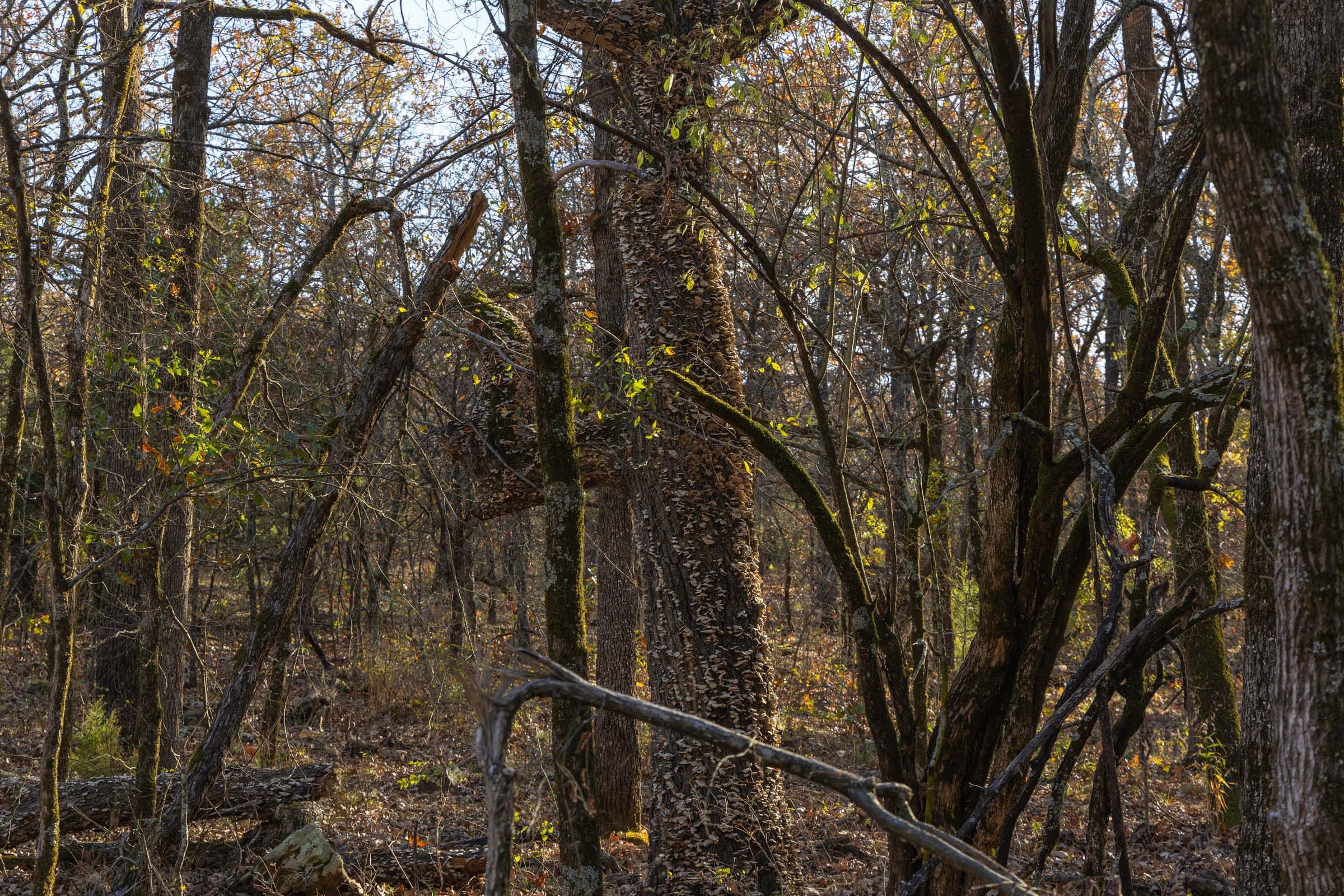 Harmony Hills Tract 52 photo 2