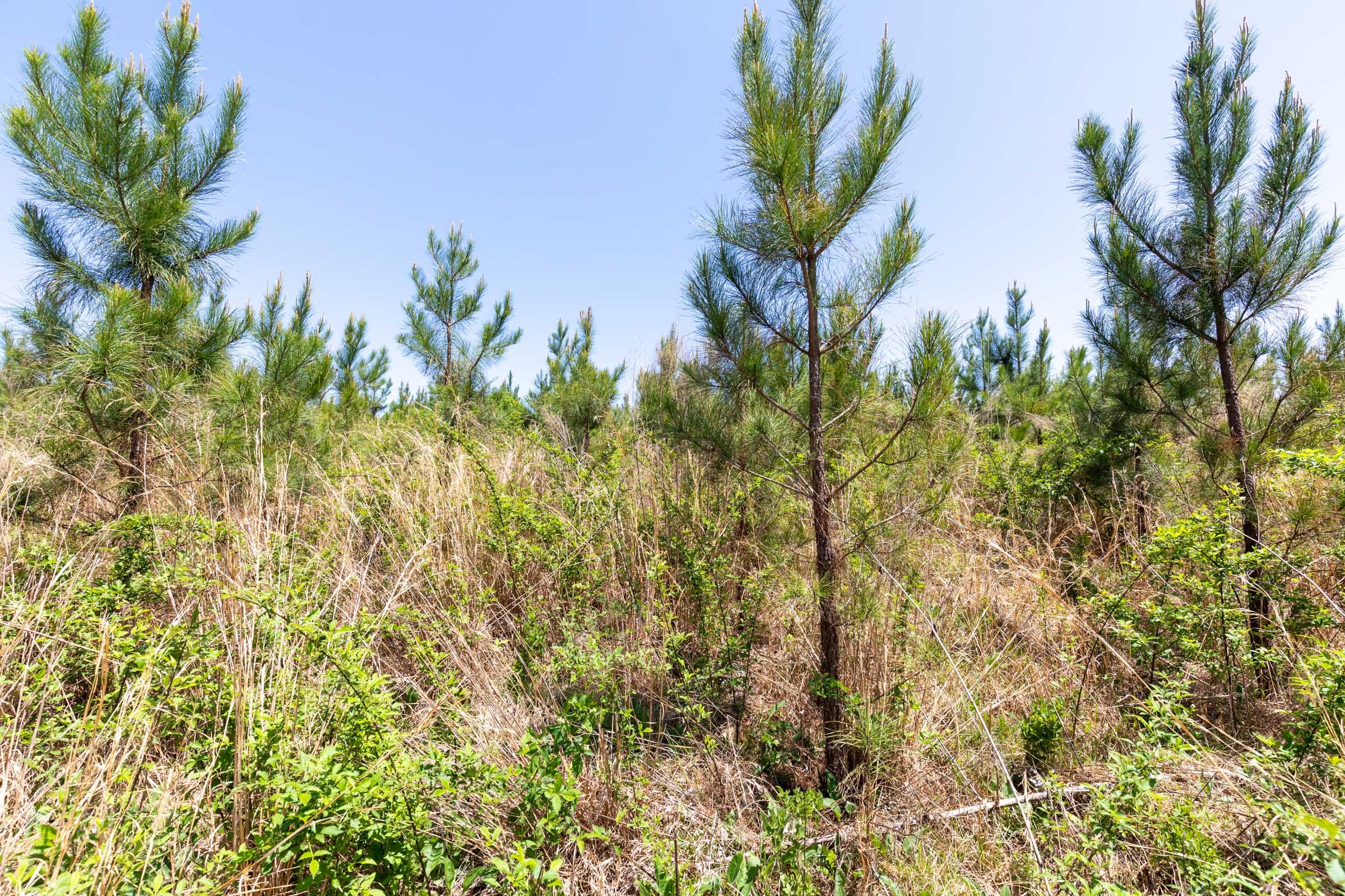 Clear Wood Tract 54 photo 6