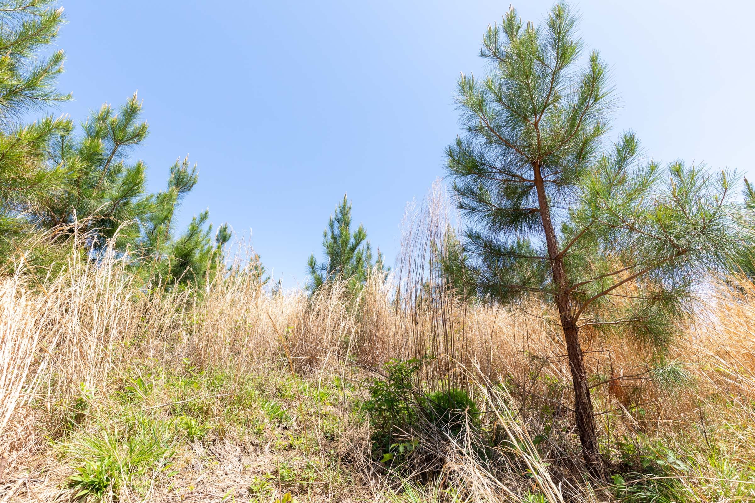Clear Wood Tract 54 photo 8