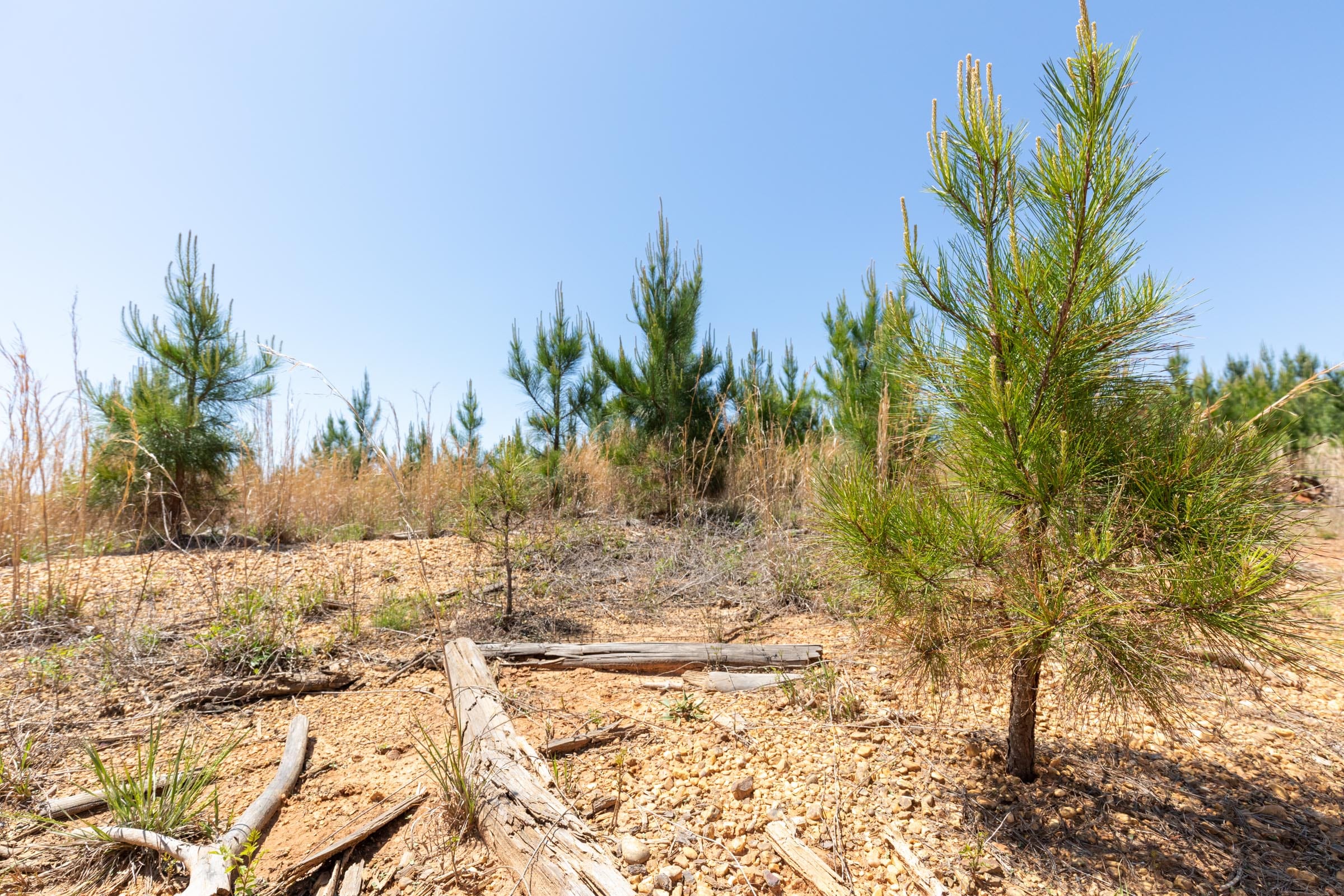 Clear Wood Tract 54 photo 9