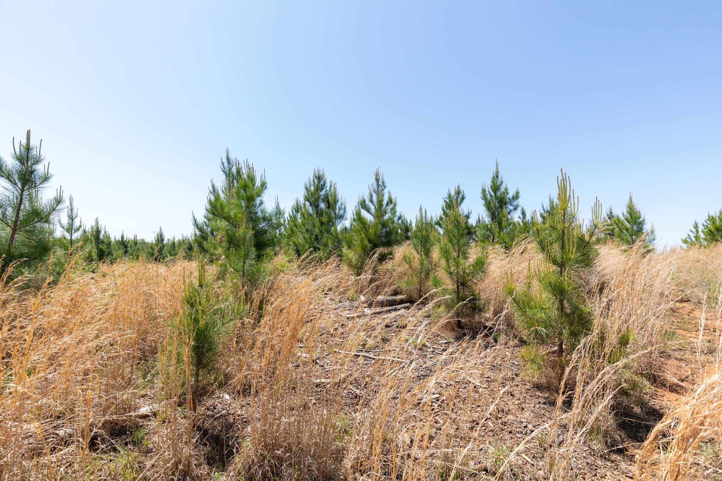 Clear Wood Tract 54 photo 10