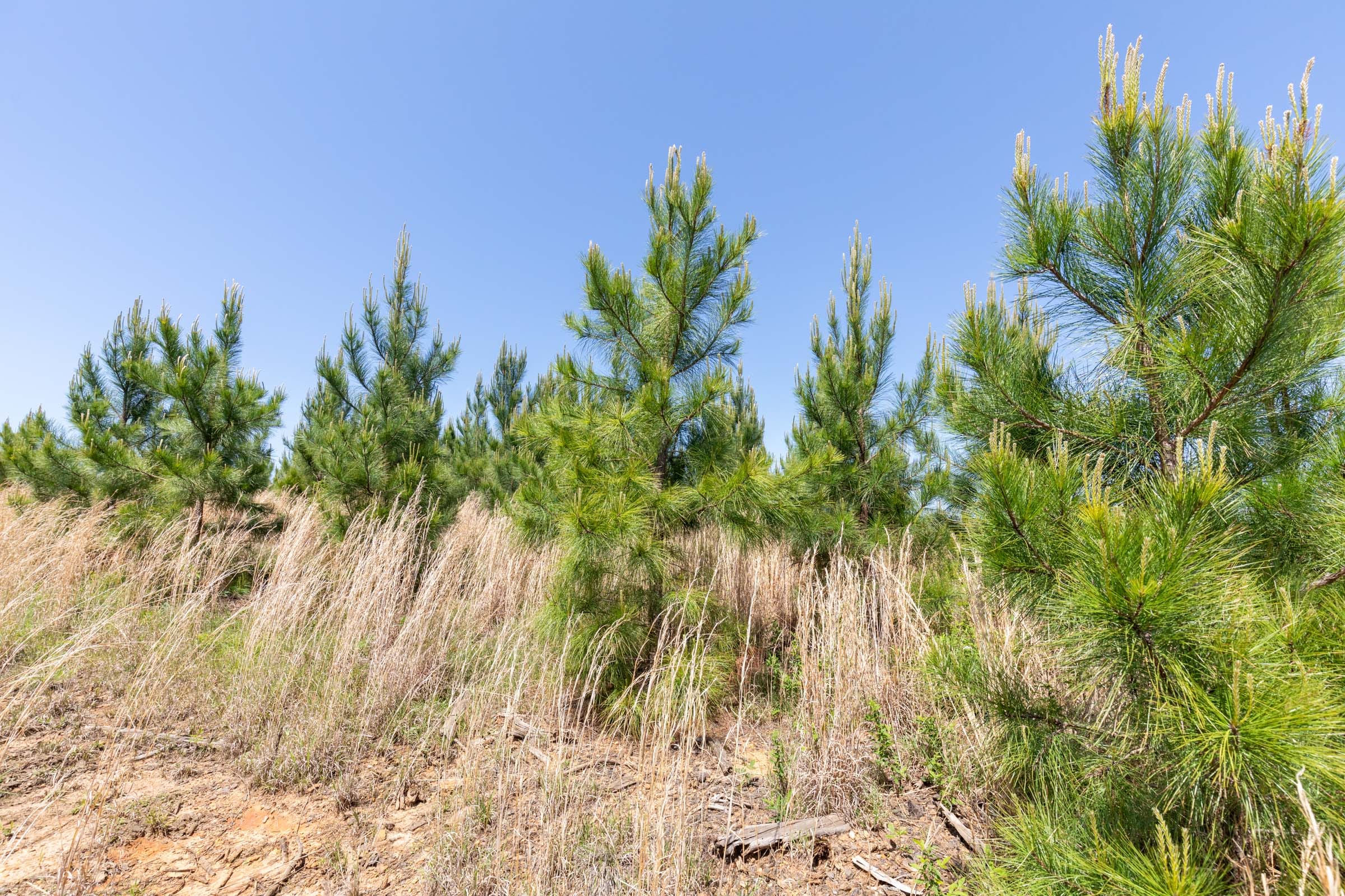 Clear Wood Tract 54 photo 11