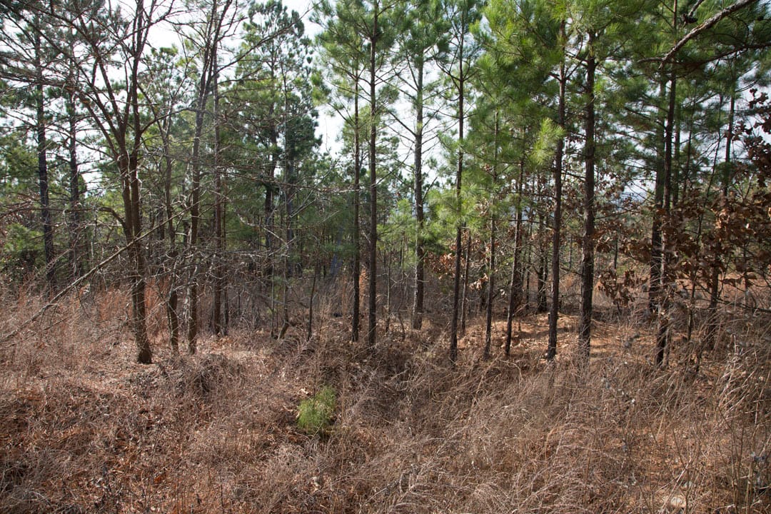 Stone Creek Phase III Tract 85 photo 4