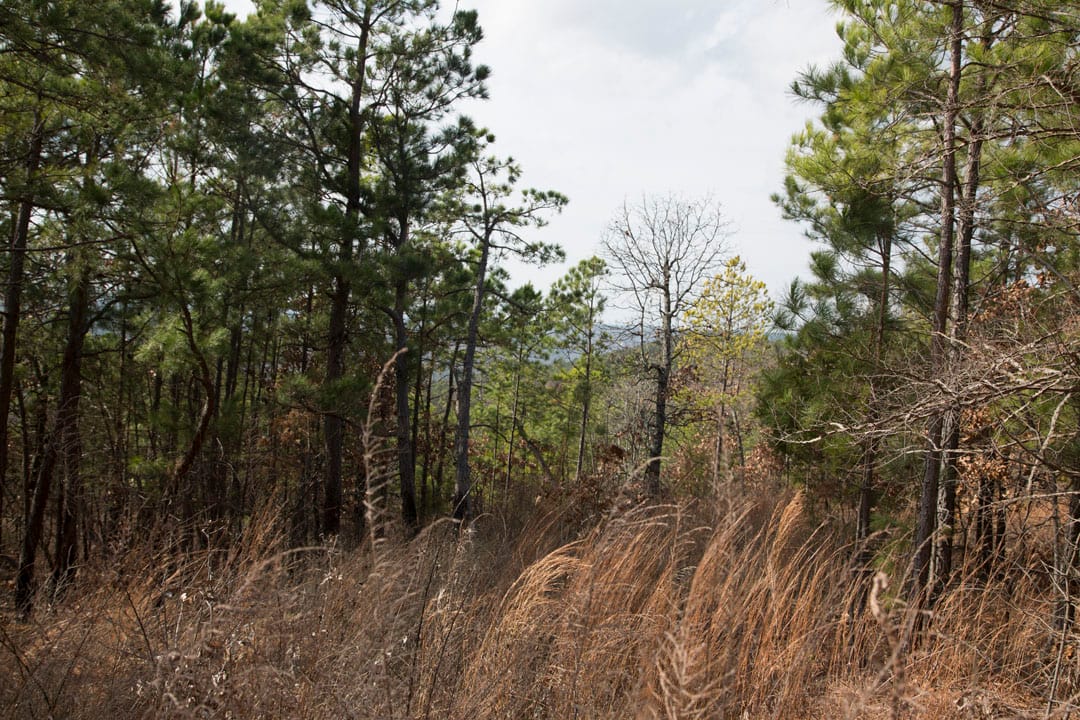 Stone Creek Phase III Tract 85 photo 5