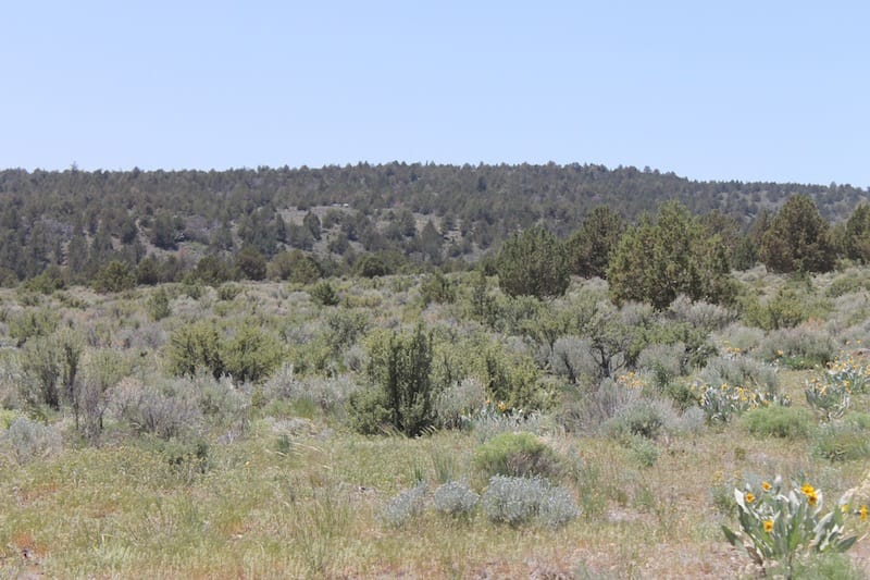 Moon Valley Ranch Tract 580 photo 7