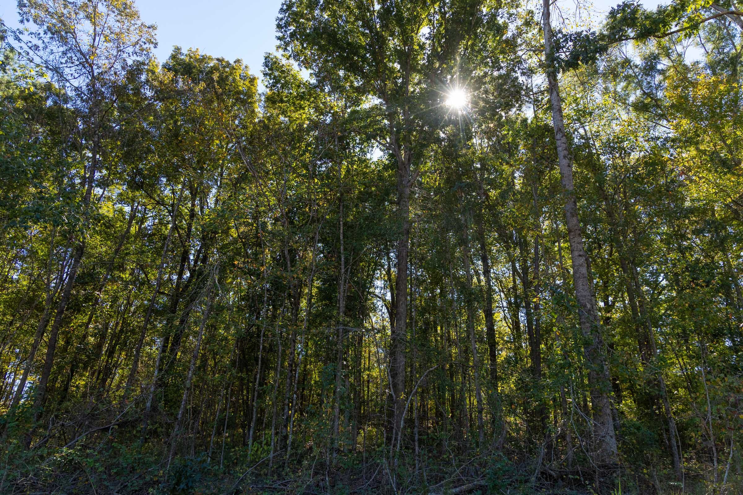 Meyer’s Ridge Tract 1 photo 7