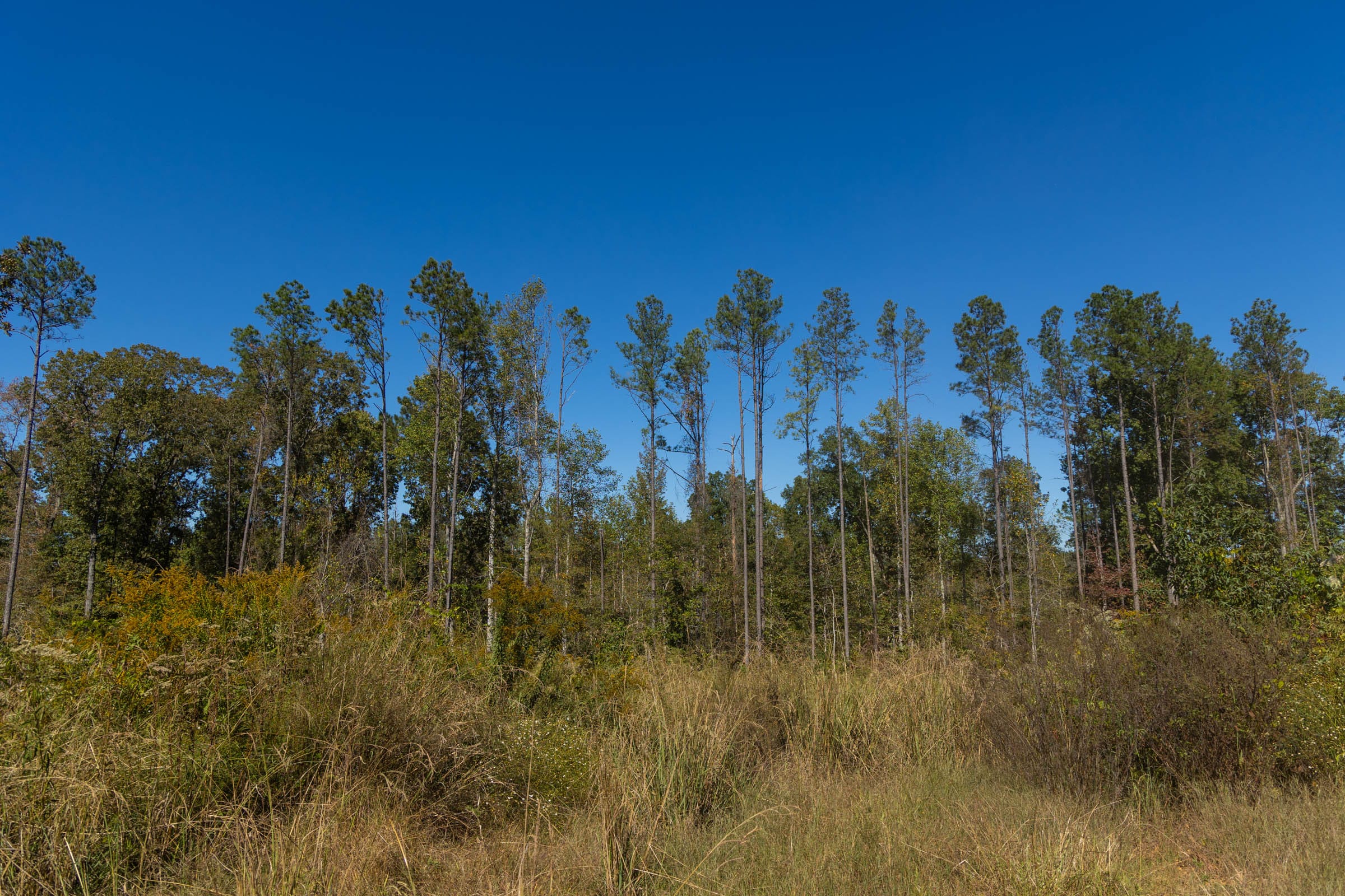 Meyer’s Ridge Tract 1 photo 15