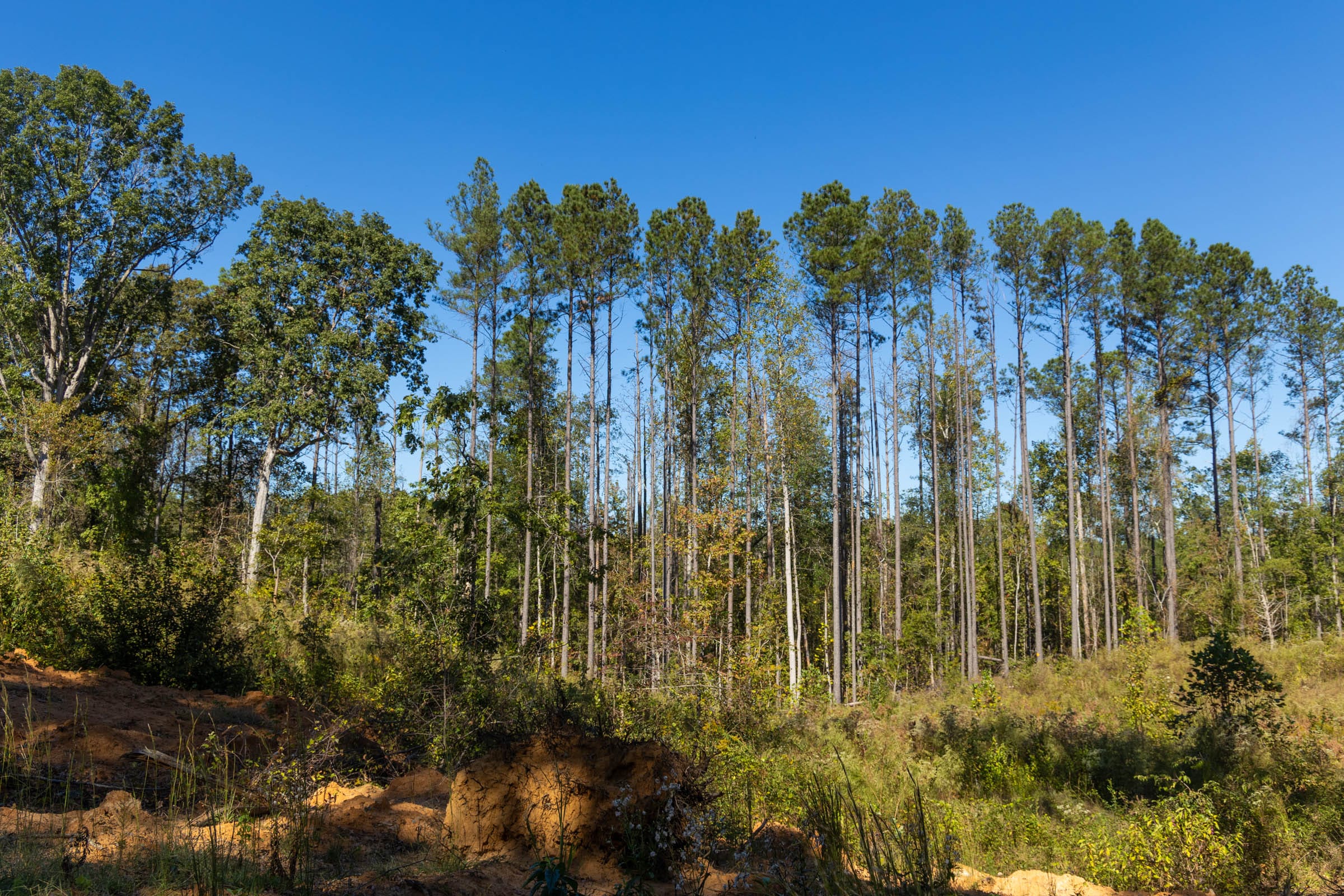 Meyer’s Ridge Tract 1 photo 13