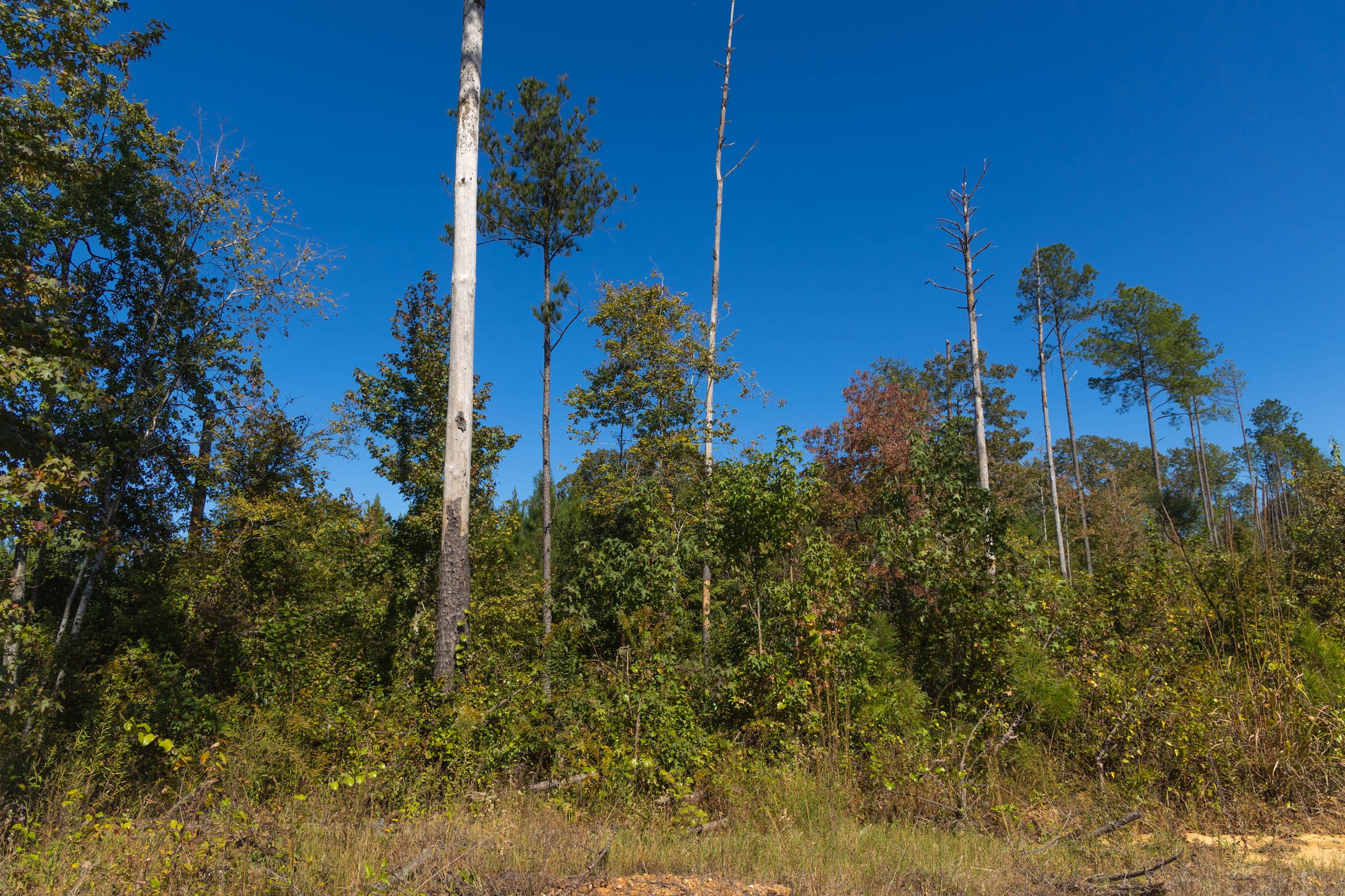 Meyer’s Ridge Tract 1 photo 5