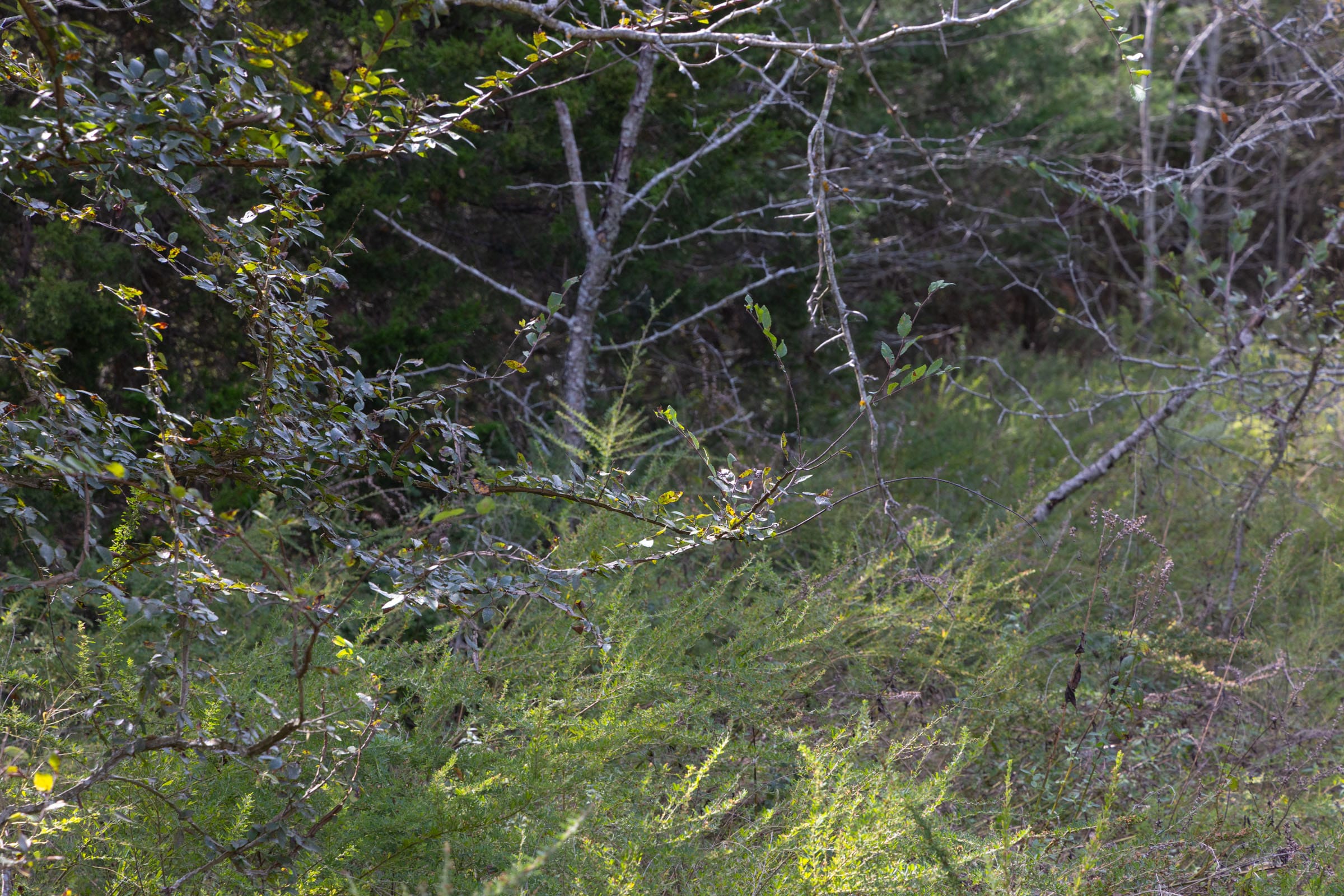 Reserves At Cattail Cove Phase II Tract 69 photo 10