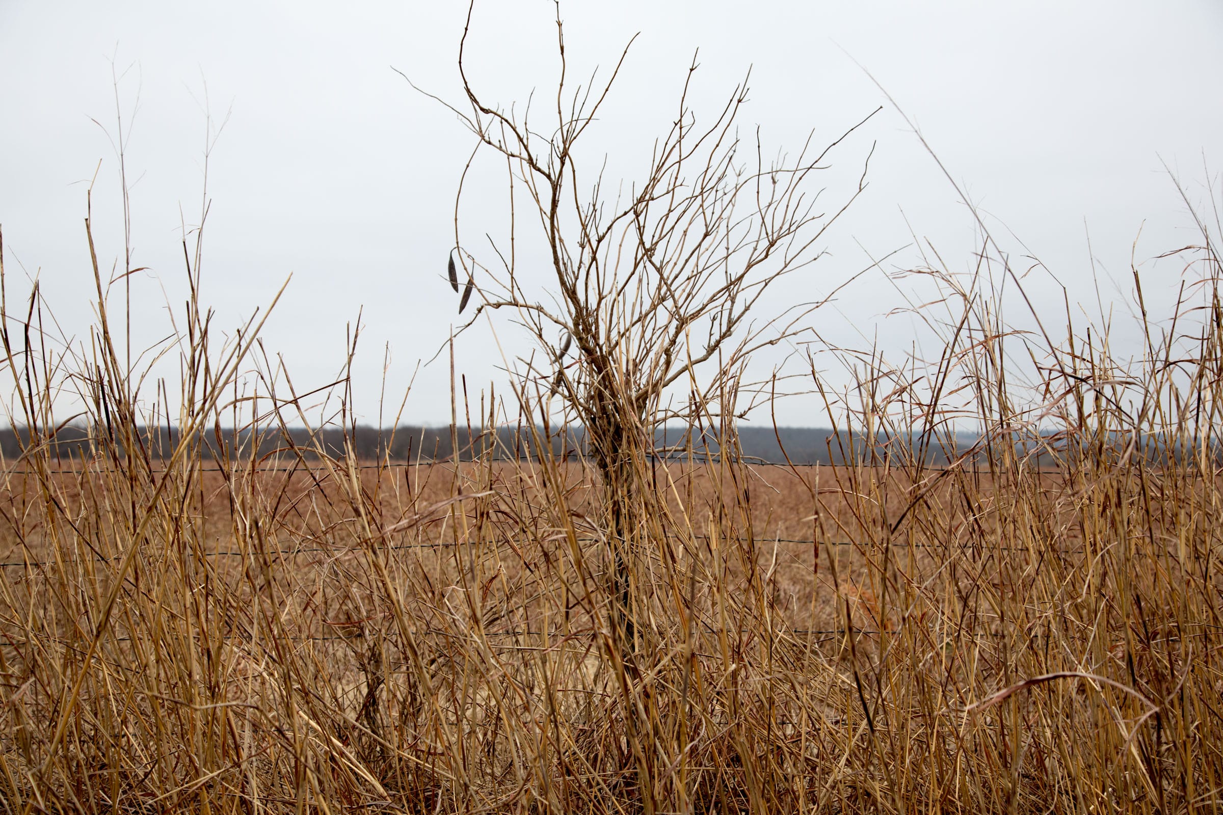 Canadian Plains Tract 37 photo 2