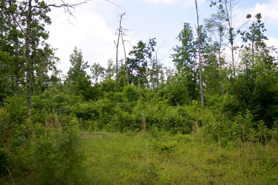 Thunder Mountain Ranch Tract 52 photo 2