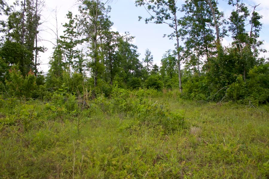Thunder Mountain Ranch Tract 52 photo 3