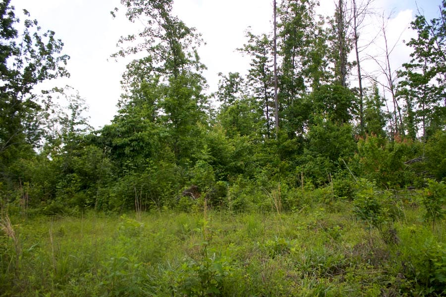 Thunder Mountain Ranch Tract 52 photo 4