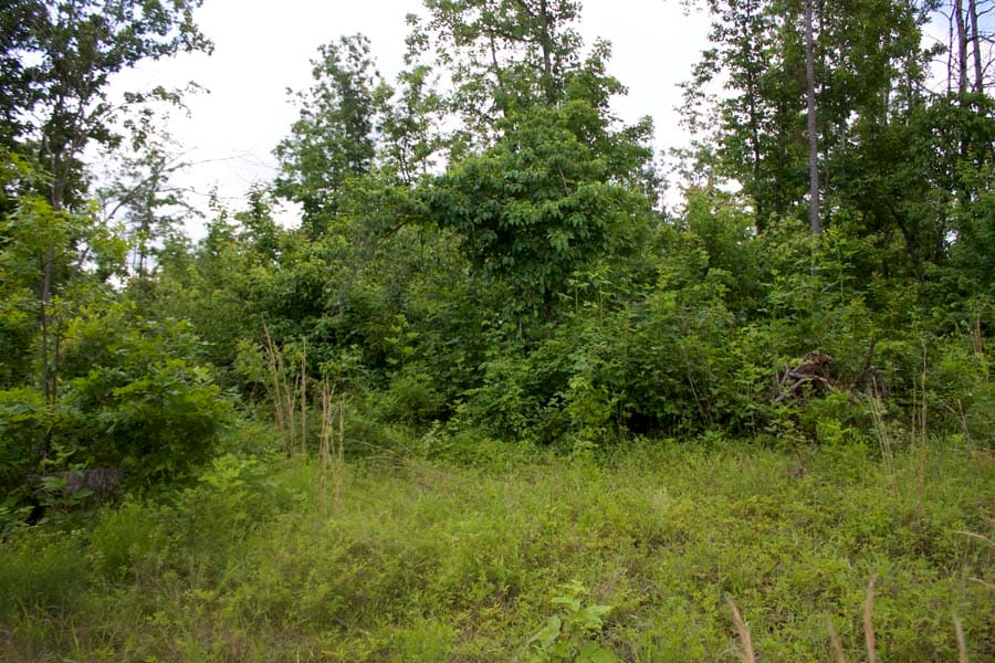 Thunder Mountain Ranch Tract 52 photo 6
