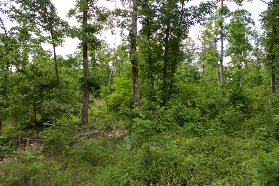 Thunder Mountain Ranch Tract 52 photo 9