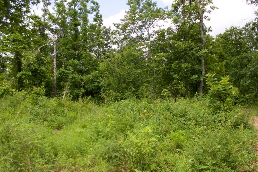 Thunder Mountain Ranch Tract 52 photo 14