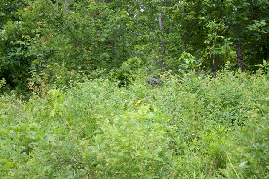 Thunder Mountain Ranch Tract 52 photo 15