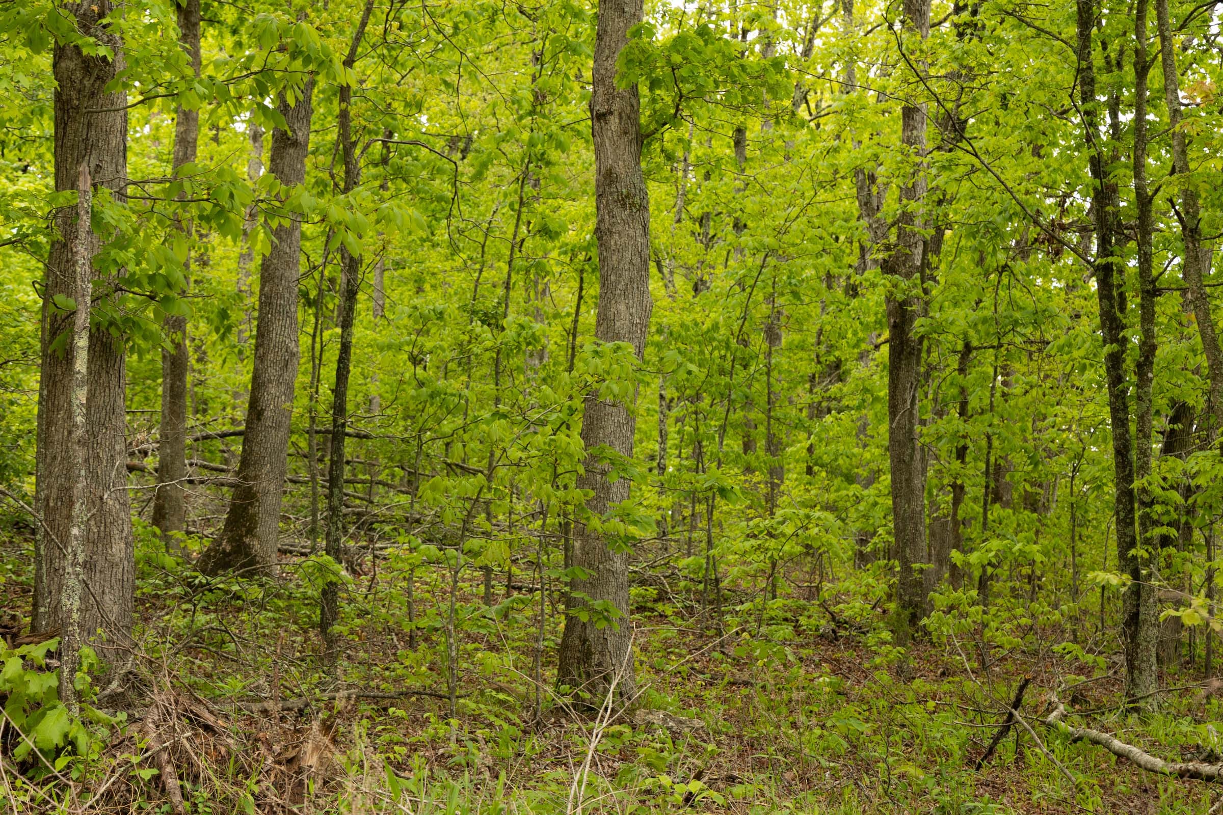 Stardust Estates Tract 3 photo 8
