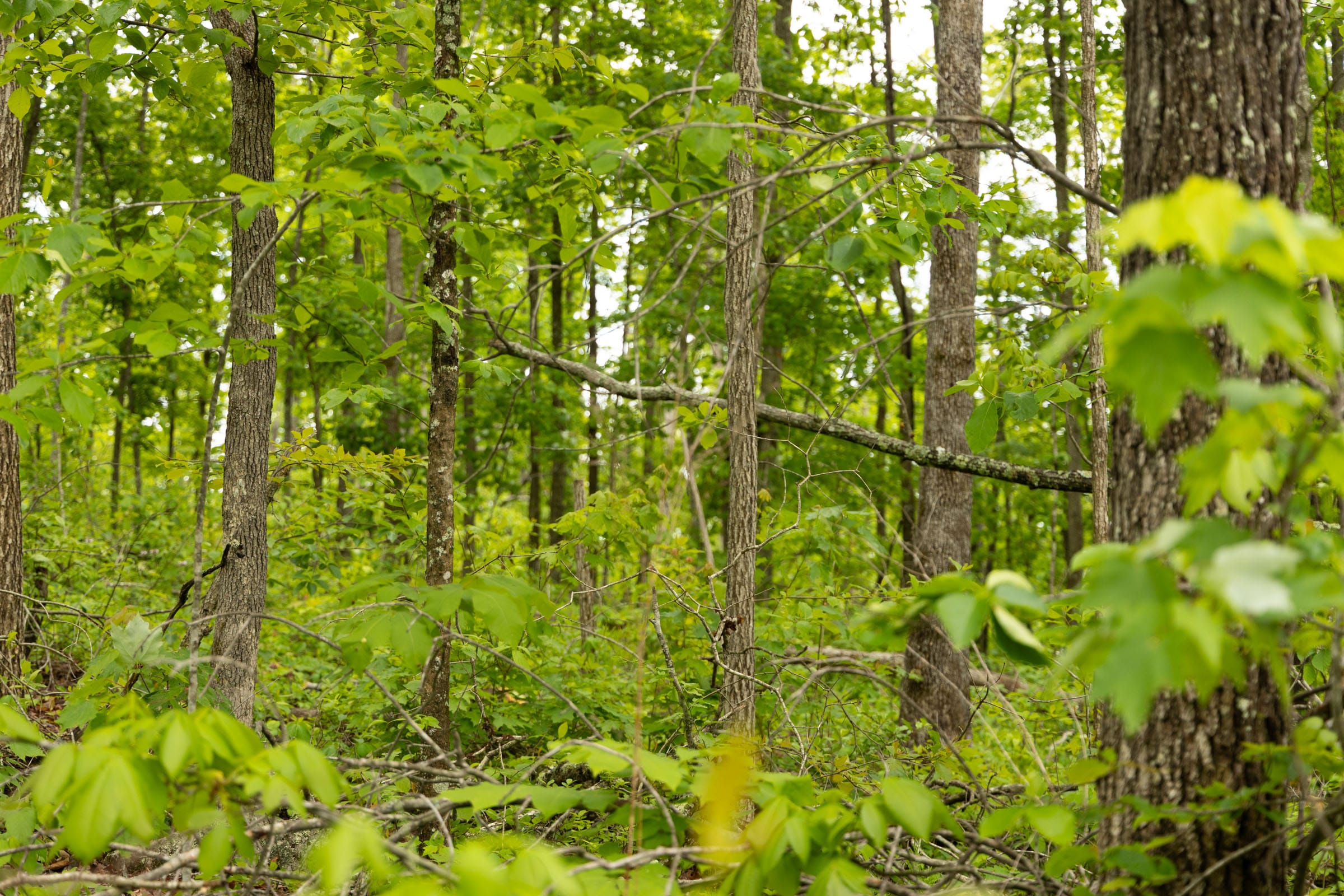 Stardust Estates Tract 3 photo 5