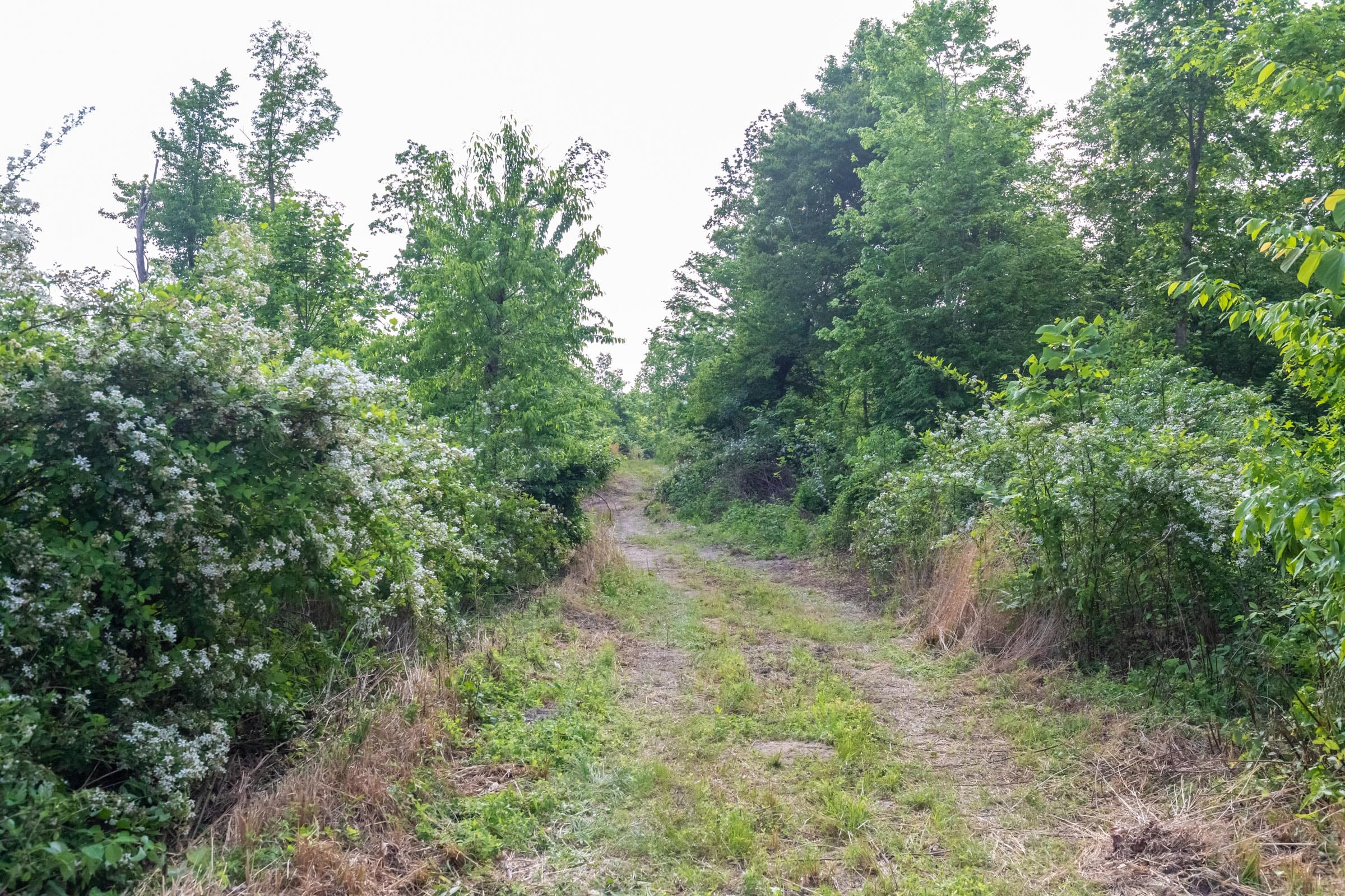 Cedar Creek Tract 28 photo 7