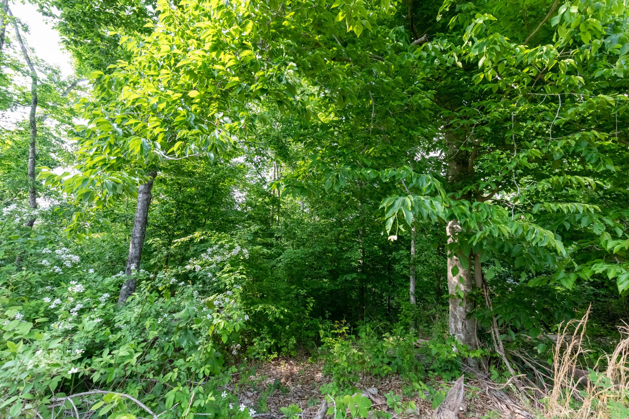 Cedar Creek Tract 28 photo 3