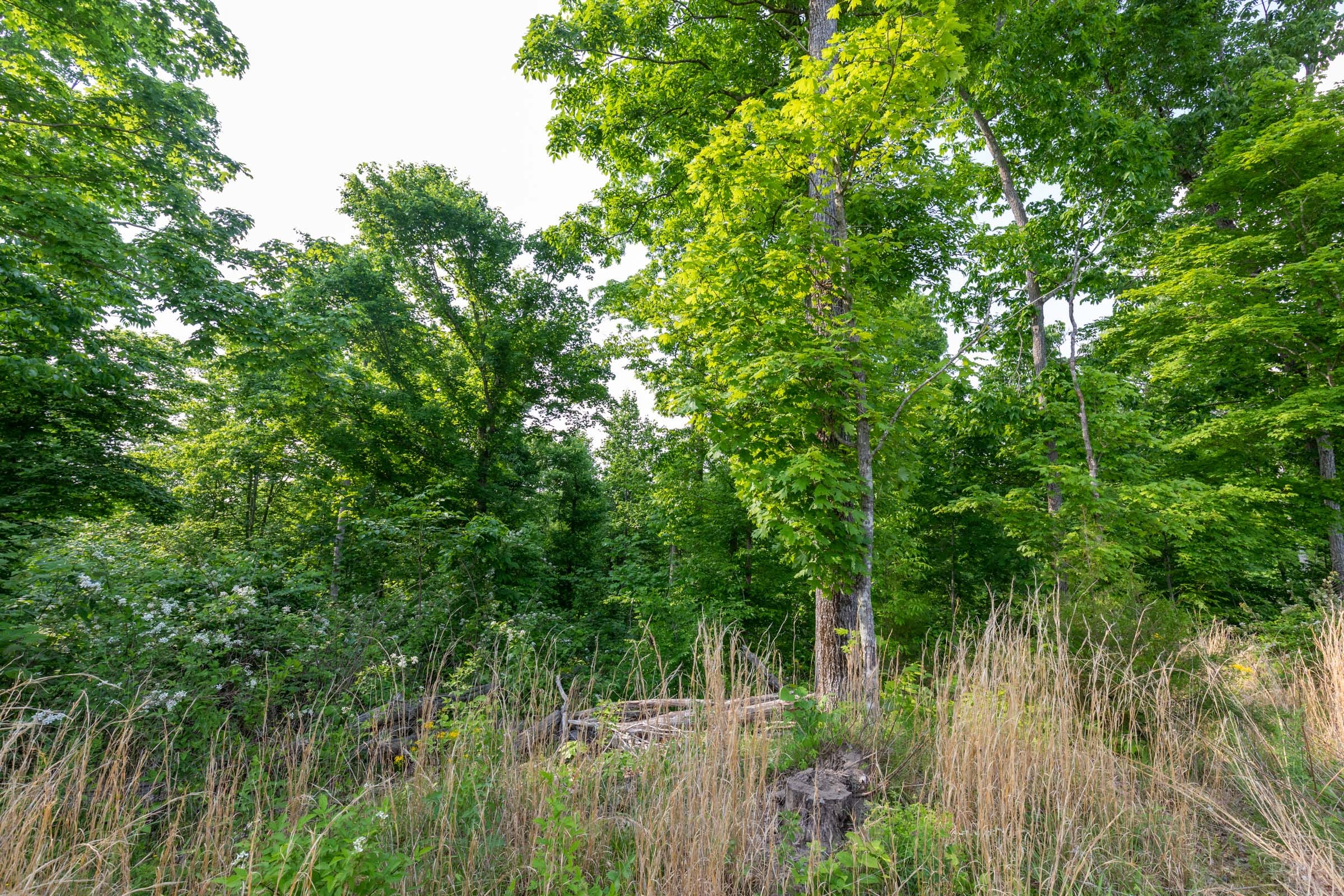 Cedar Creek Tract 28 photo 5