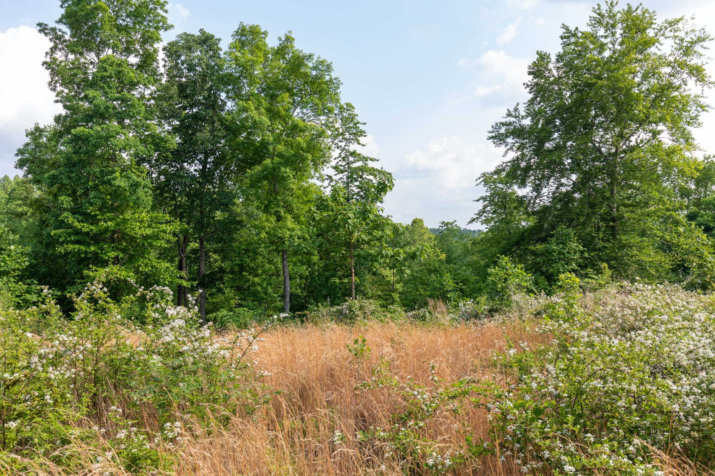 Cedar Creek Tract 28 photo 6
