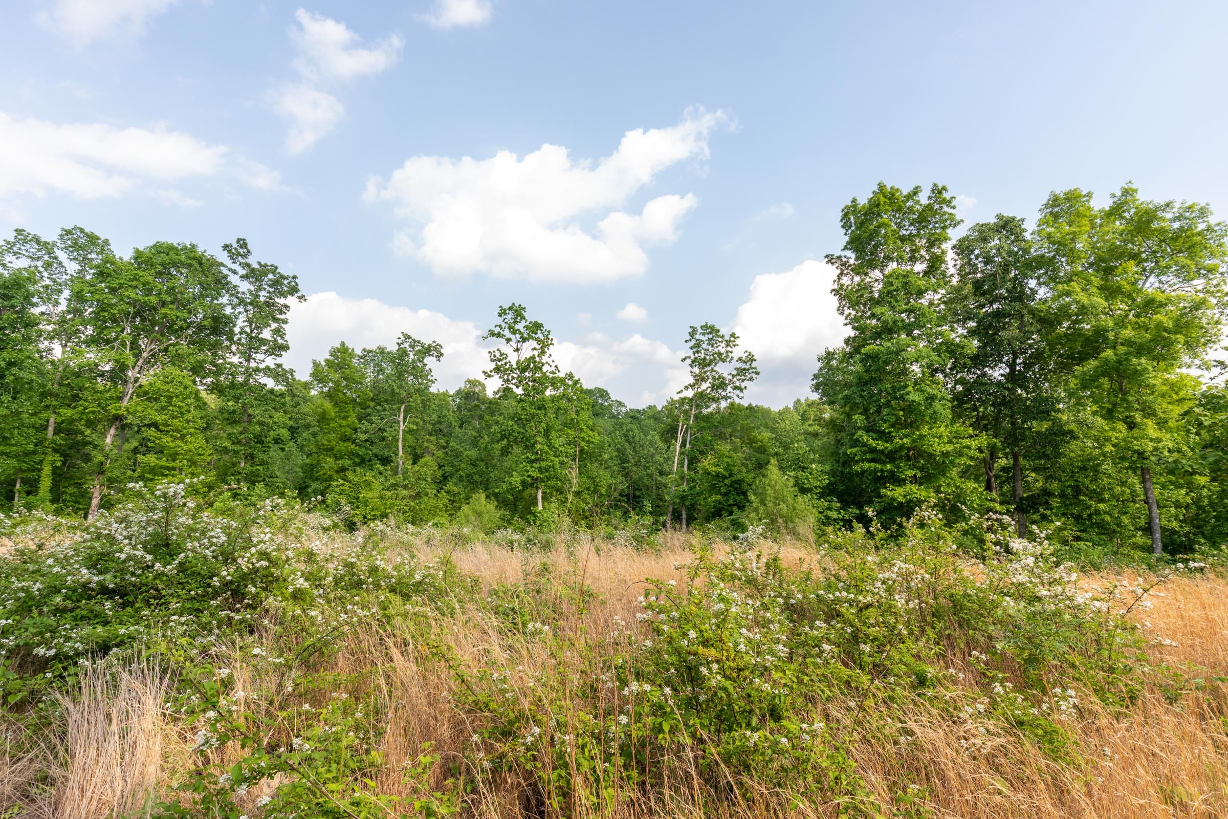 Cedar Creek Tract 28 photo 8
