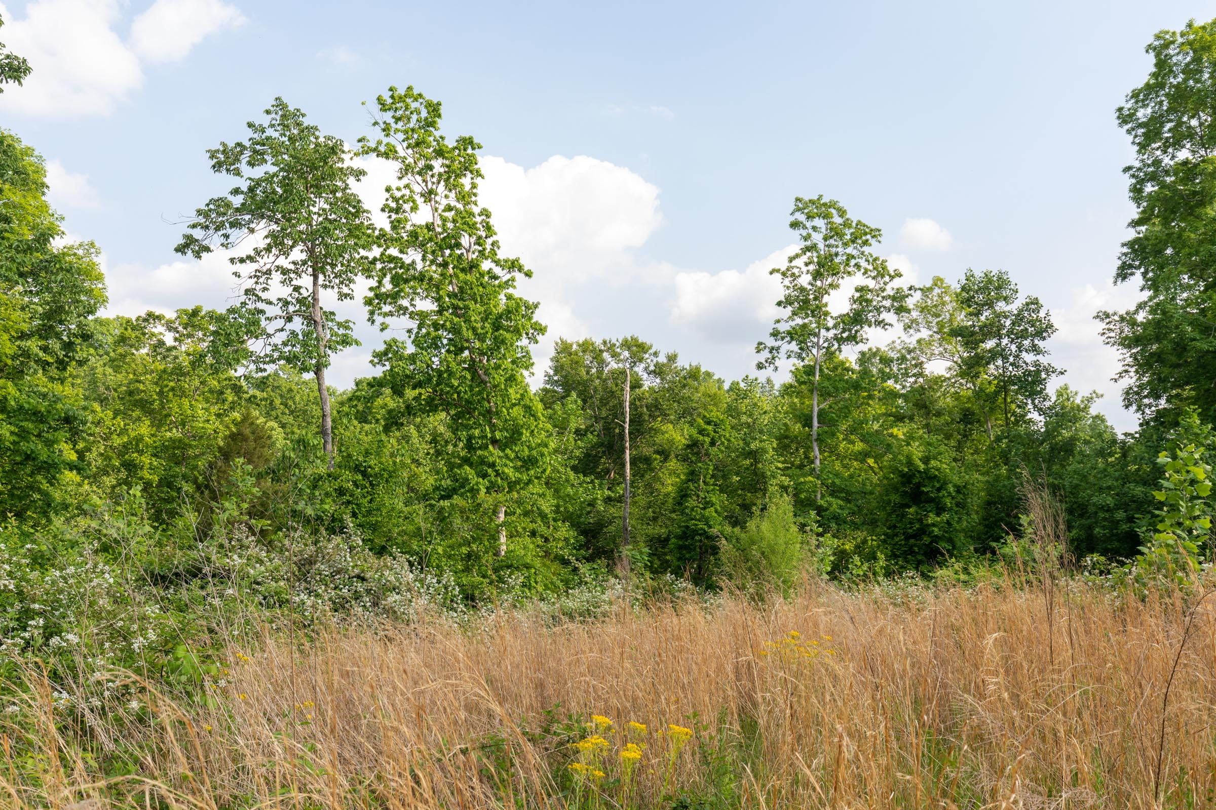 Cedar Creek Tract 28 photo 10