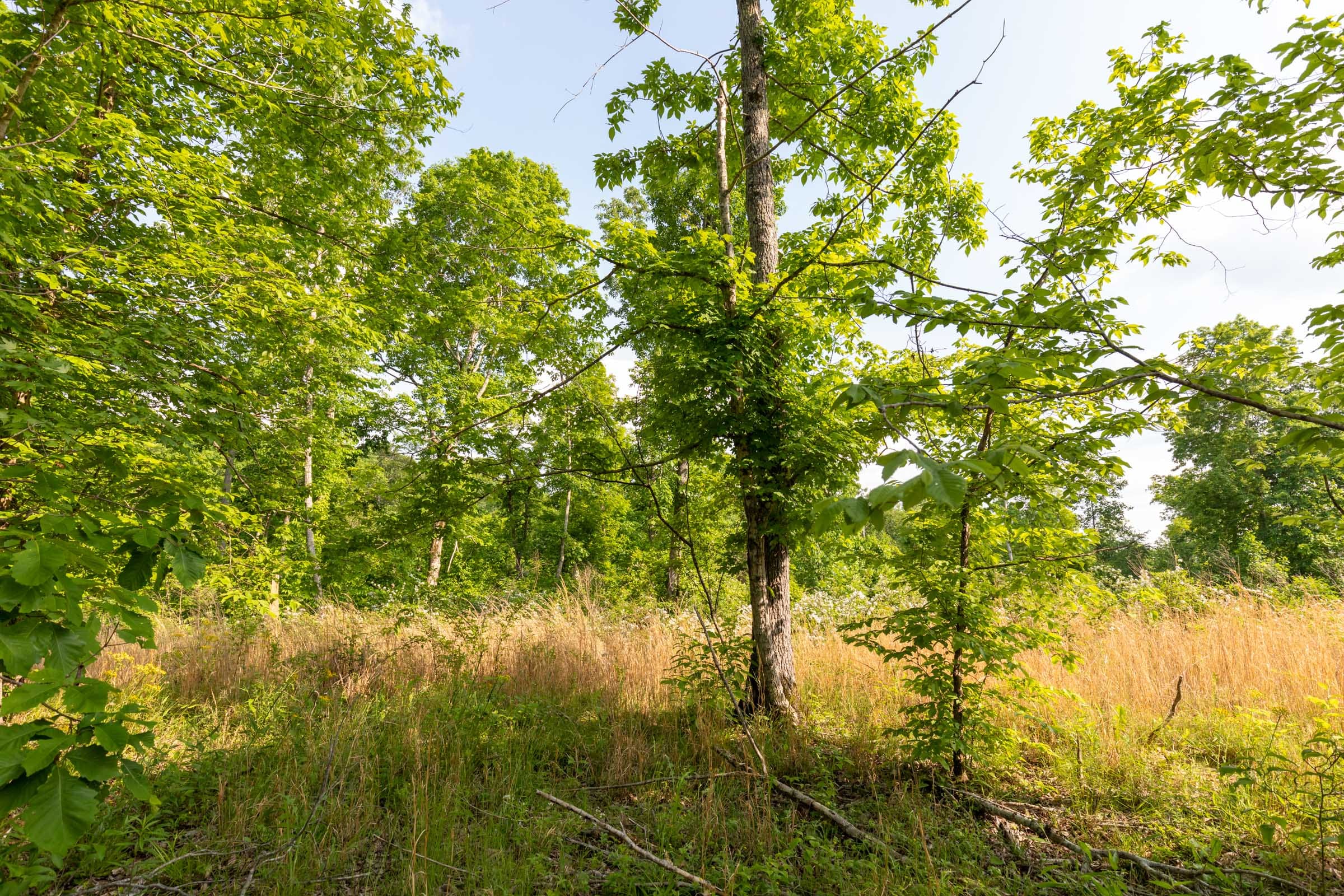 Cedar Creek Tract 28 photo 11