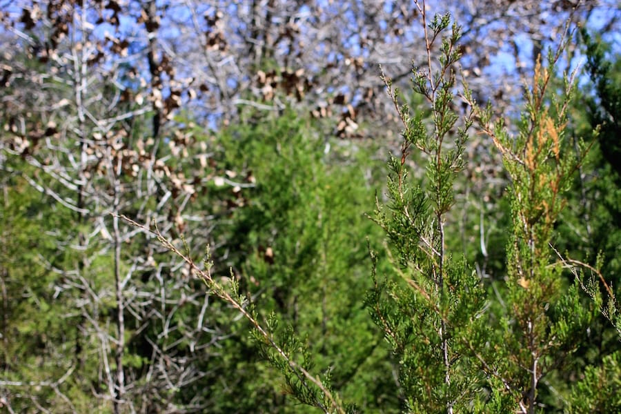Montgomery Ranch Tract 2 photo 7