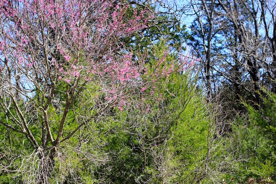 Montgomery Ranch Tract 2 photo 8