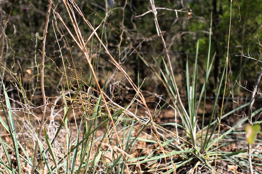 Montgomery Ranch Tract 2 photo 9