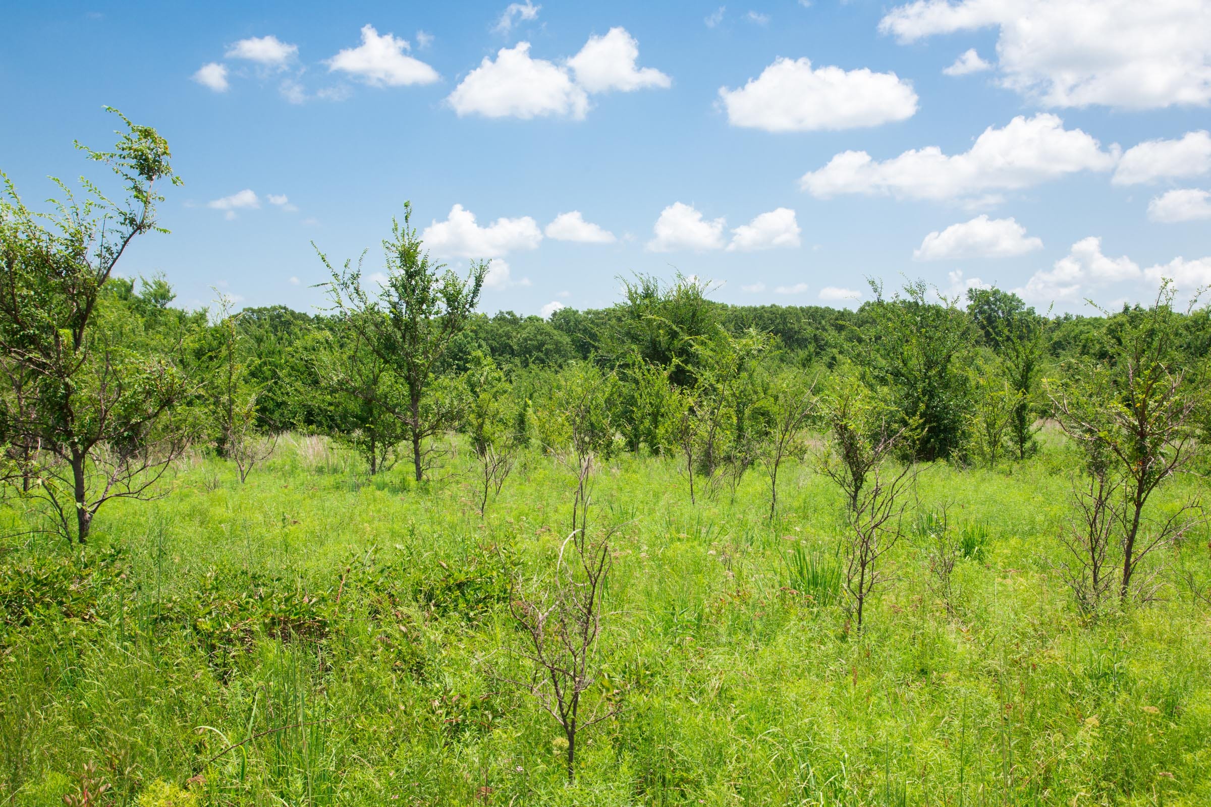 Deep Fork Ranch Tract 21 photo 2