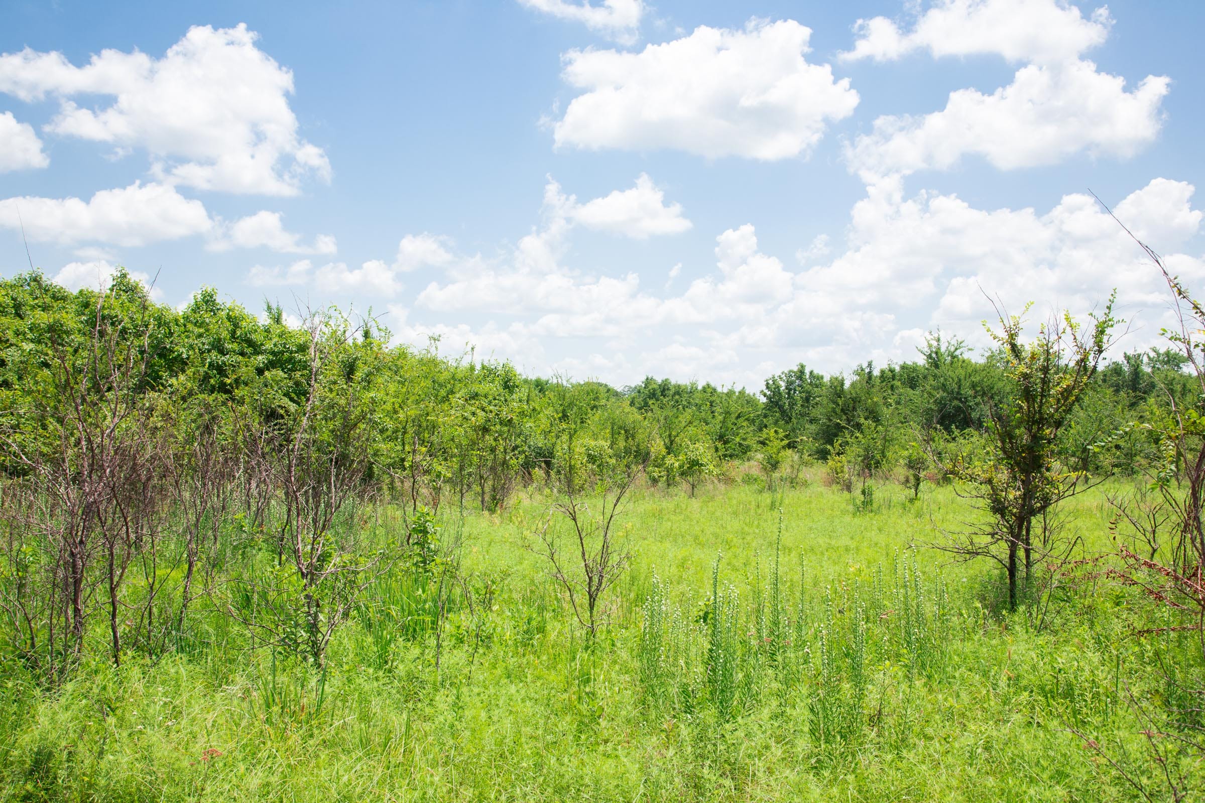 Deep Fork Ranch Tract 21 photo 7
