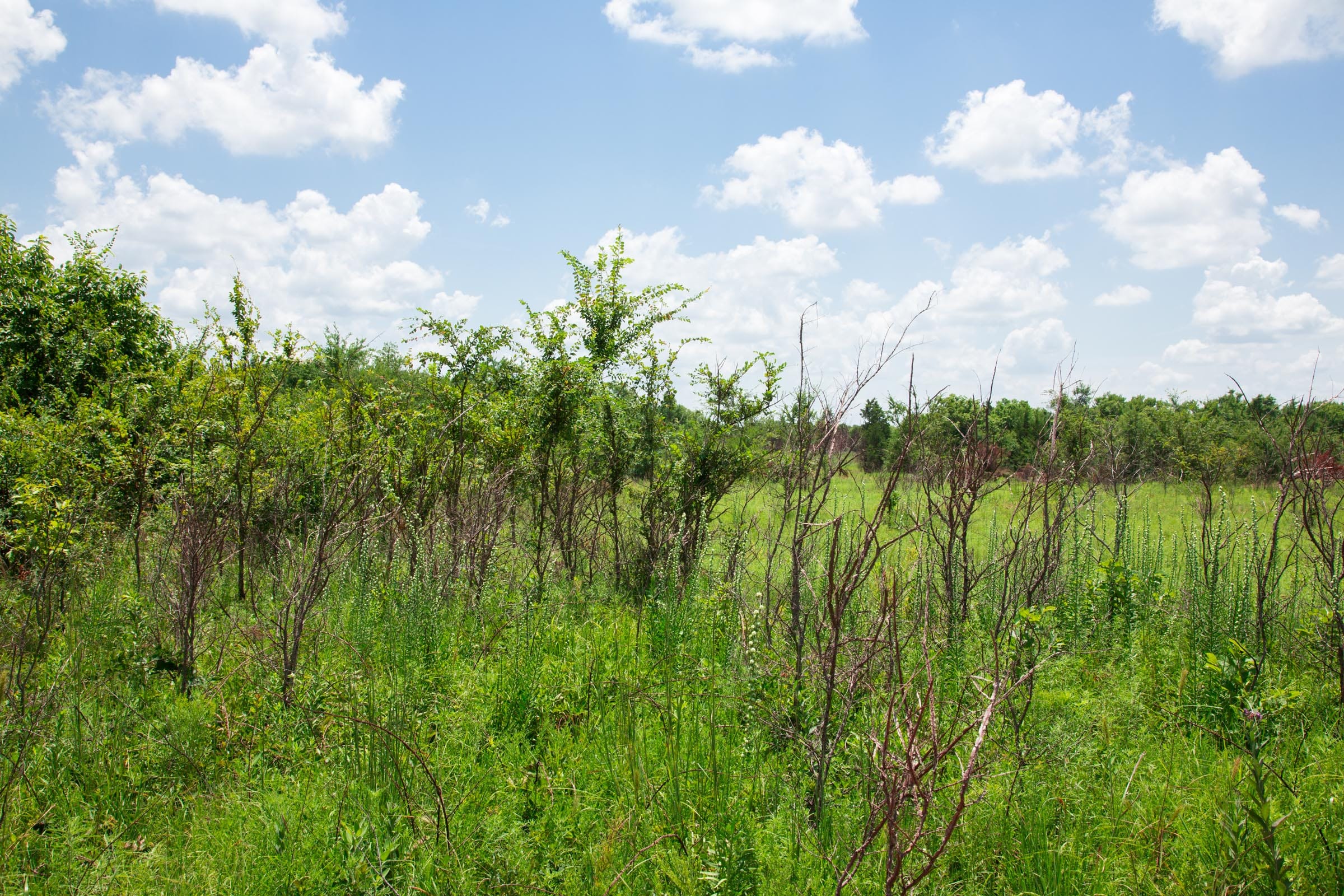 Deep Fork Ranch Tract 21 photo 8