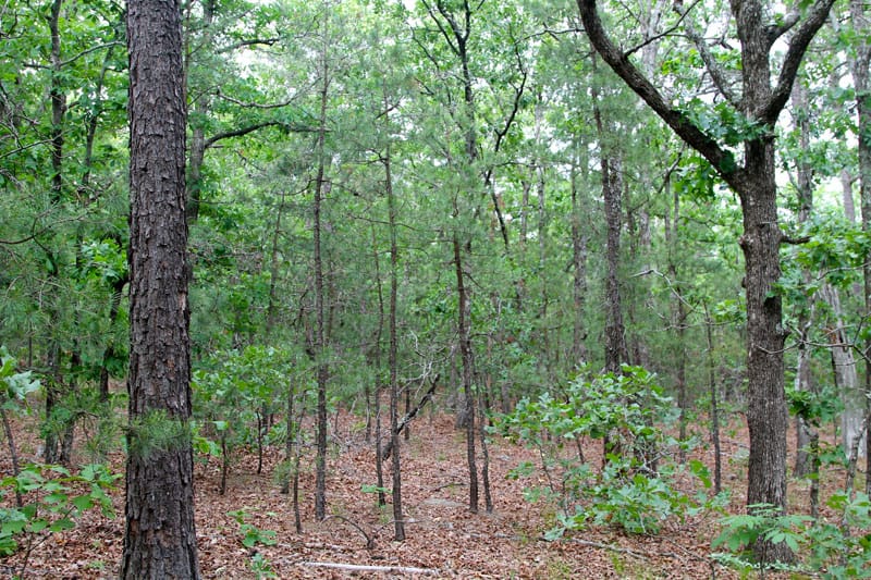 Trophy Ridge Phase II Tract 59 photo 4