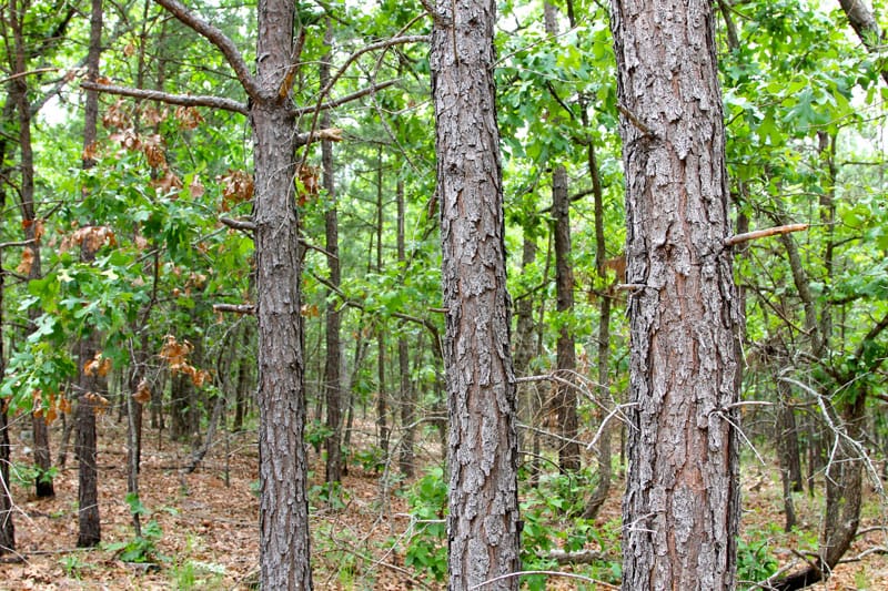 Trophy Ridge Phase II Tract 96 photo 2