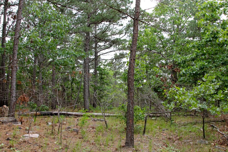 Trophy Ridge Phase II Tract 96 photo 5