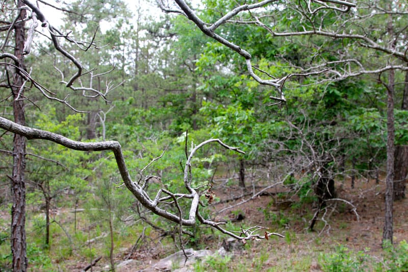 Trophy Ridge Phase II Tract 91 photo 3