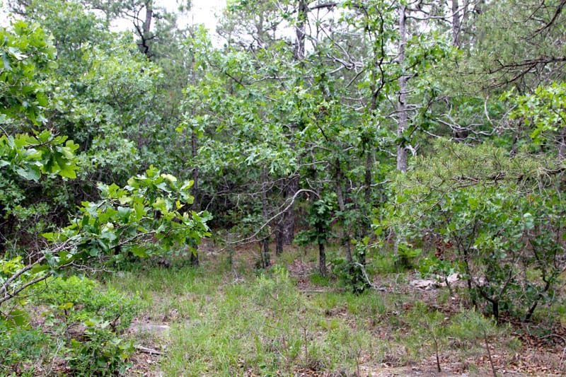 Trophy Ridge Phase II Tract 91 photo 4