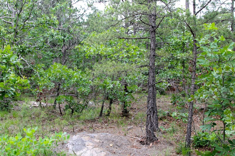 Trophy Ridge Phase II Tract 91 photo 5