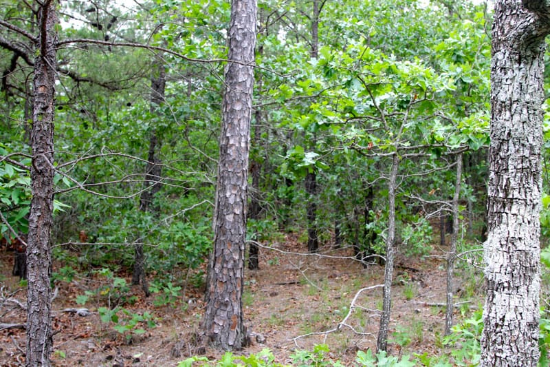 Trophy Ridge Phase II Tract 91 photo 6