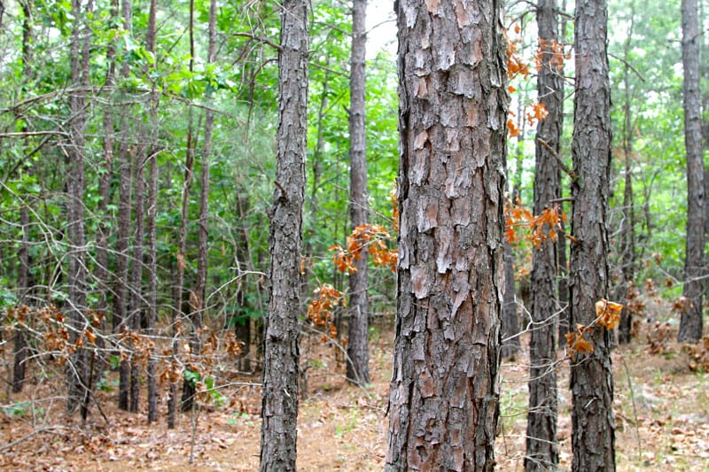 Trophy Ridge Phase II Tract 91 photo 7