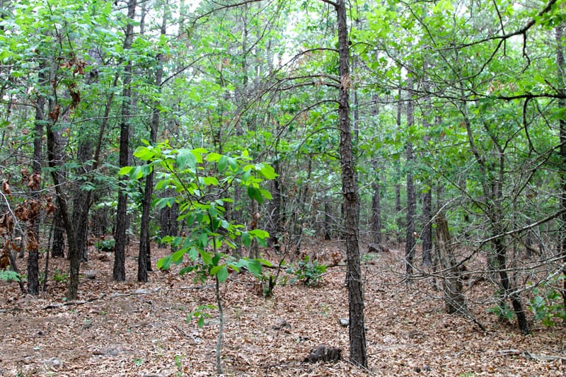 Trophy Ridge Phase II Tract 91 photo 8