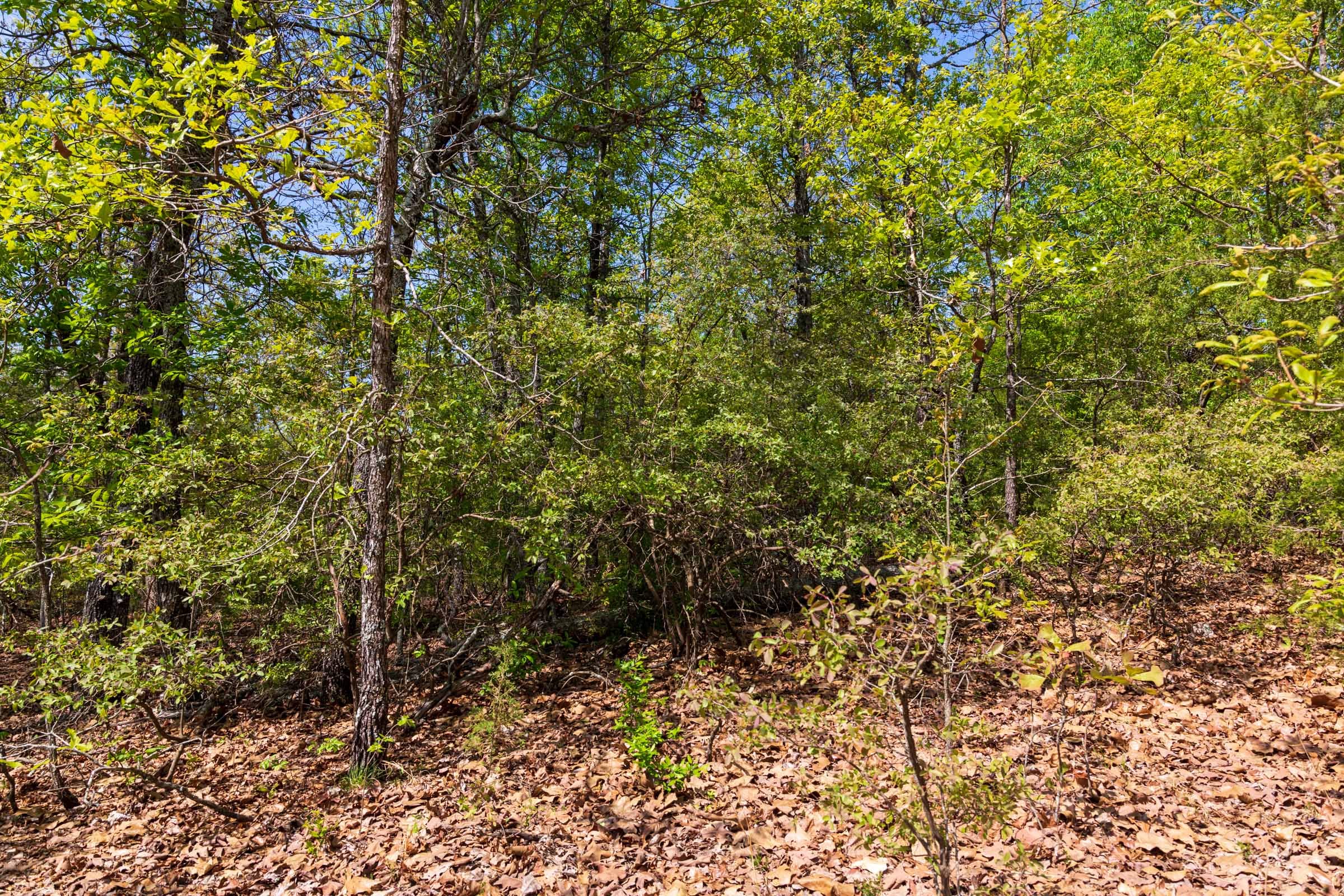 Autumnwood Tract 2 photo 4