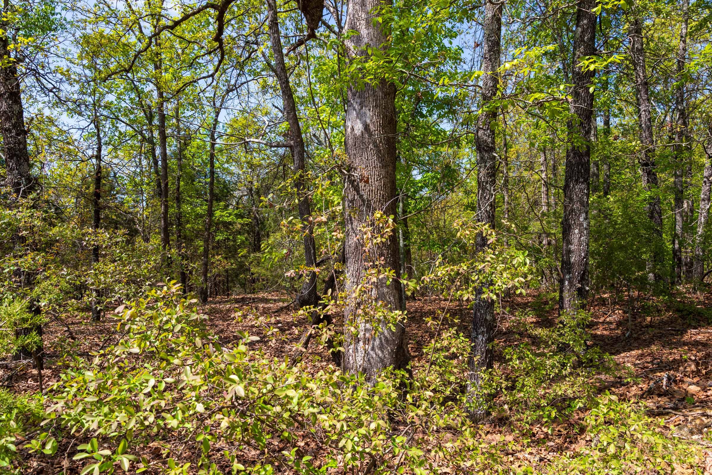 Autumnwood Tract 2 photo 3