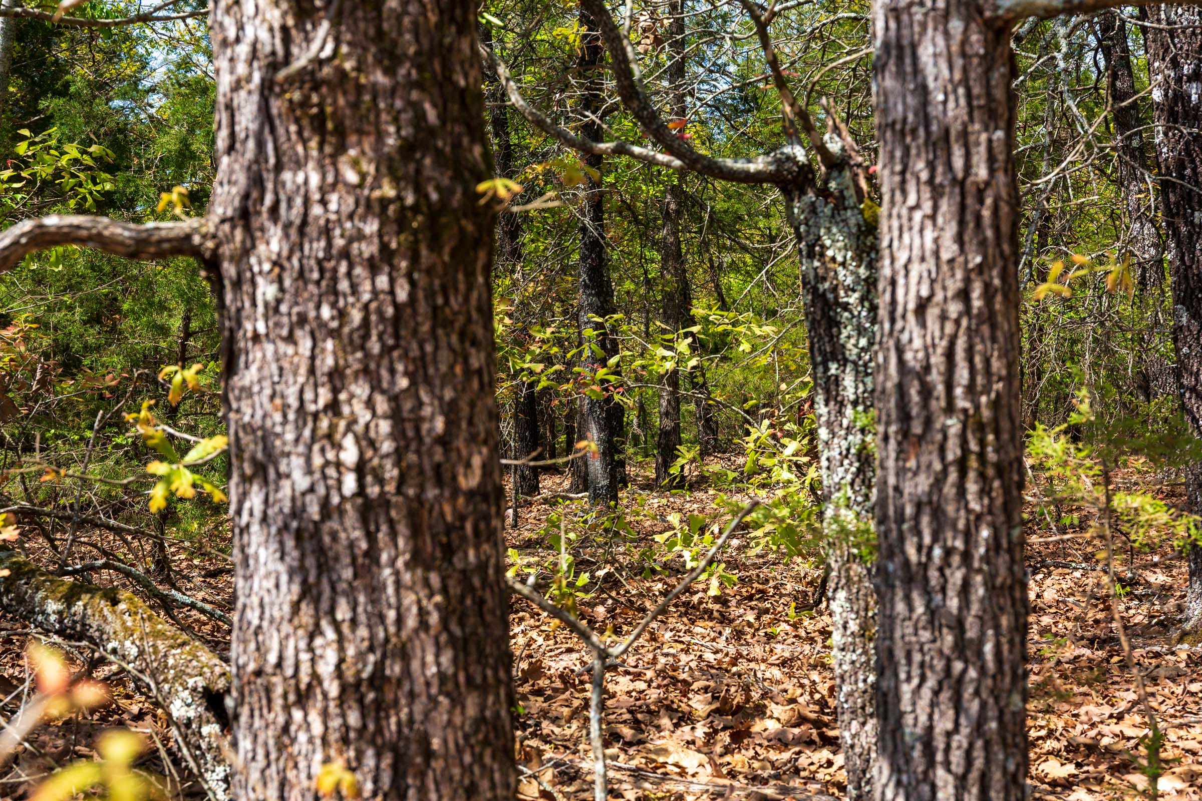 Autumnwood Tract 2 photo 2